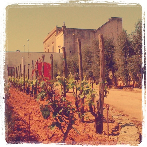 Girofle su Instagram