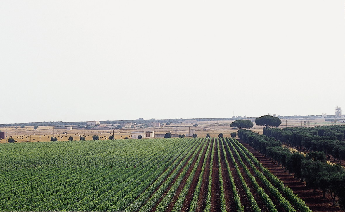 Copertino
